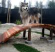 Pet Camp Cat and Dog Daycare San Francisco Adds 13,000 Feet of Outdoor...